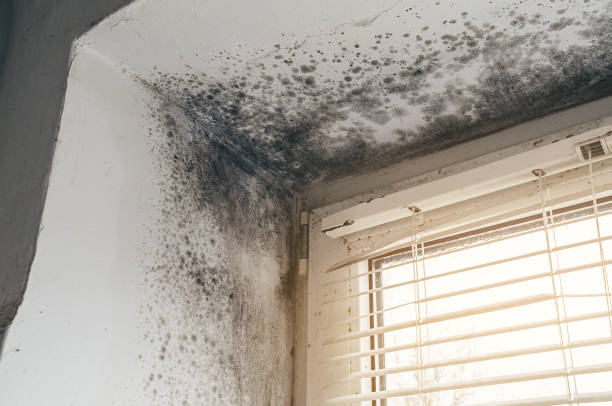 Trusted Attic Mold Removal service in Midland, NC - Cheap Mold Removal